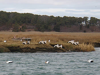 Eider duck decoys ready for a hunt Eider duck decoys ready for a hunt