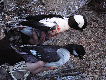 A pair of bufflehead ducks A pair of bufflehead ducks